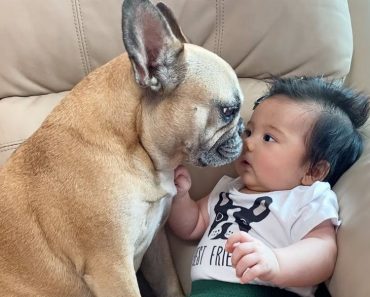 The story of the dog and the baby