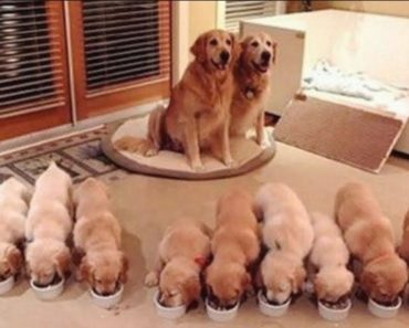 Golden Retriever puppies will not disappoint you