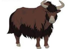 How to Draw a Yak step by step