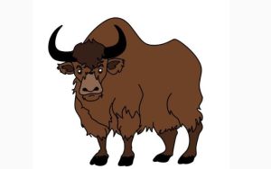 How to Draw a Yak step by step
