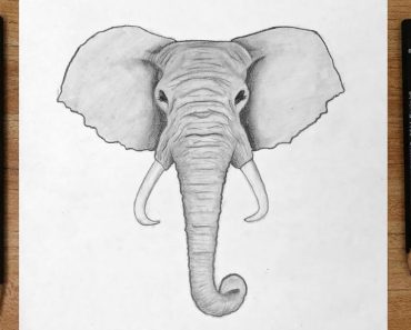 How to draw an elephant's head and face step by step