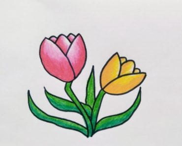How to Draw Tulip Flower step by step