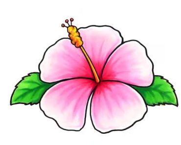 How to Draw a Hawaiian flower step by step
