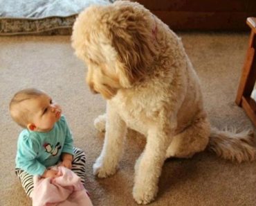 The adorable dog and his little angel friend have grown up together