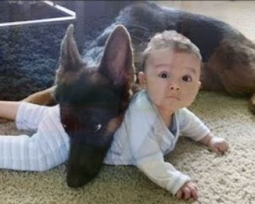 When your dog becomeWhen your dog becomes the big brother
